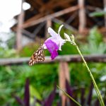 Villa Paradiso Baracoa Cuba